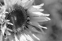 Sunflower and the Bee