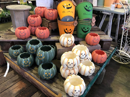 ハロウィン商品入荷!