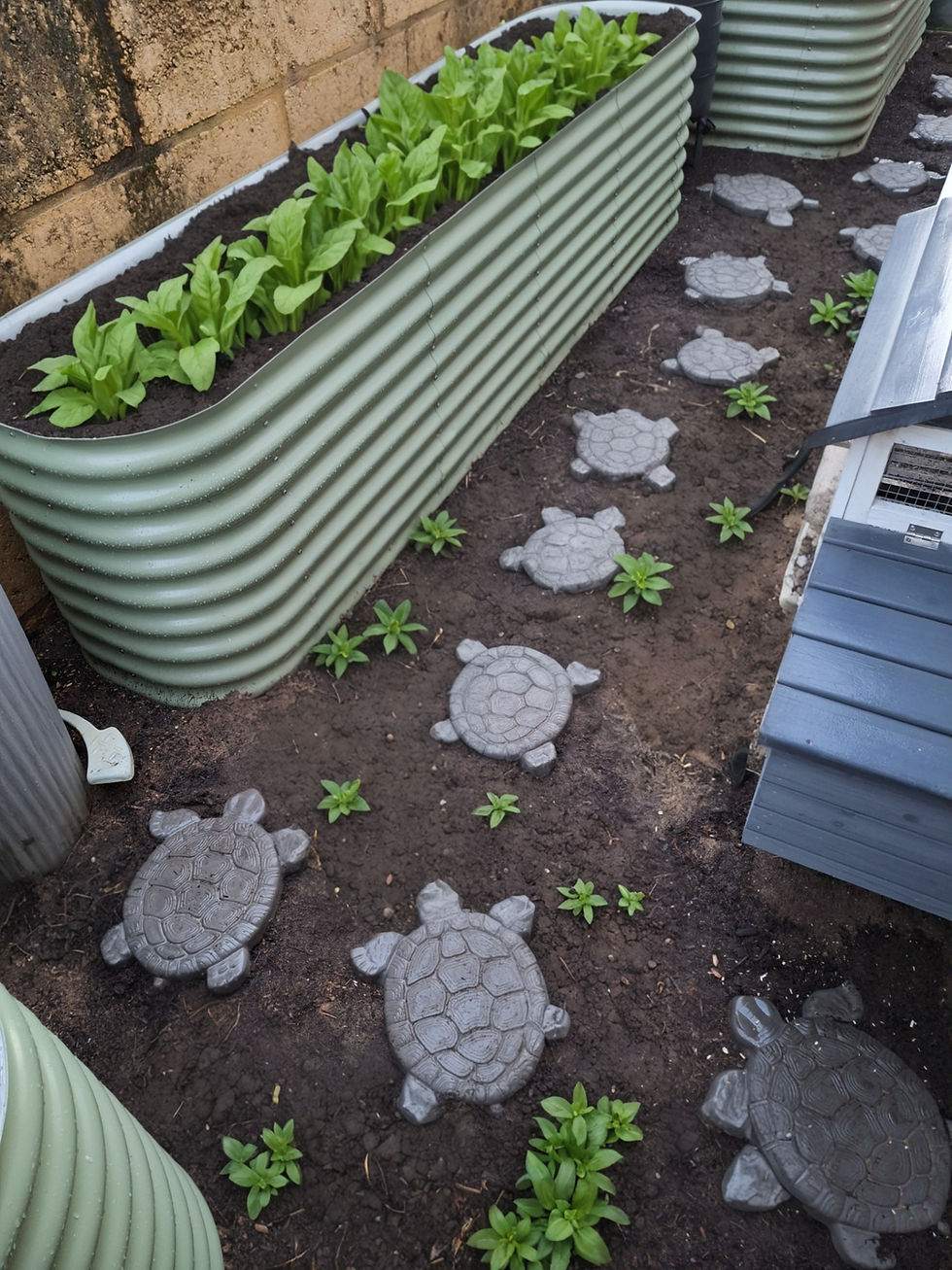 Thumbnail: Turtle Stepping Stone – WA-Made Decorative Paver in Charcoal or Limestone