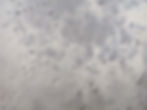 Thumbnail: Mixed pallet- Travertine Style Paving