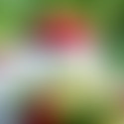 Four tips for long sustainability and reduced strawberry wastage!