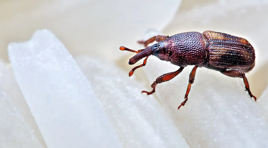 Pest Of The Month Heritage Pest Control