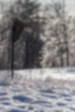 Where The Birds Play Hide And Seek