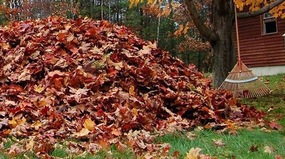 Fall