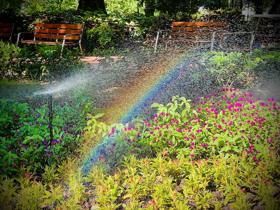 Regular Maintenance for a Healthy Lawn