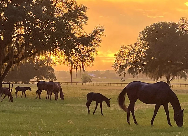 Why Choose Us for Your Equine Needs