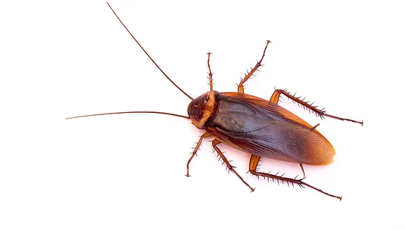 Say Goodbye to Crawling Insects