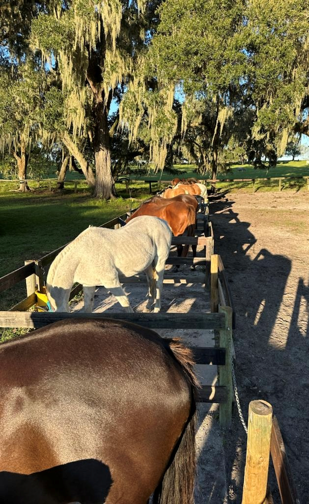 The Heart of Horse Farms Dedicated Equestrian Caretakers