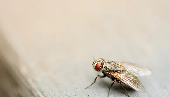 Keeping Fly Infestations at Bay