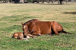 Unlock the Potential of Your Broodmares