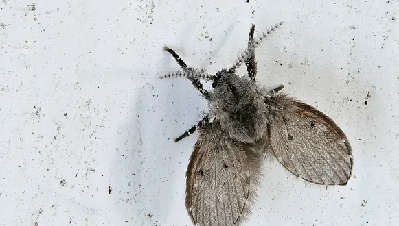 Eliminate Flies and Improve Flow with Our Service
