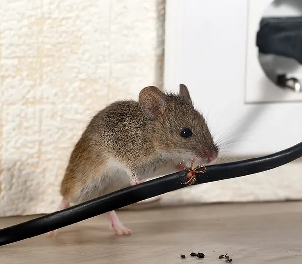 Say Goodbye to Rodent Intruders