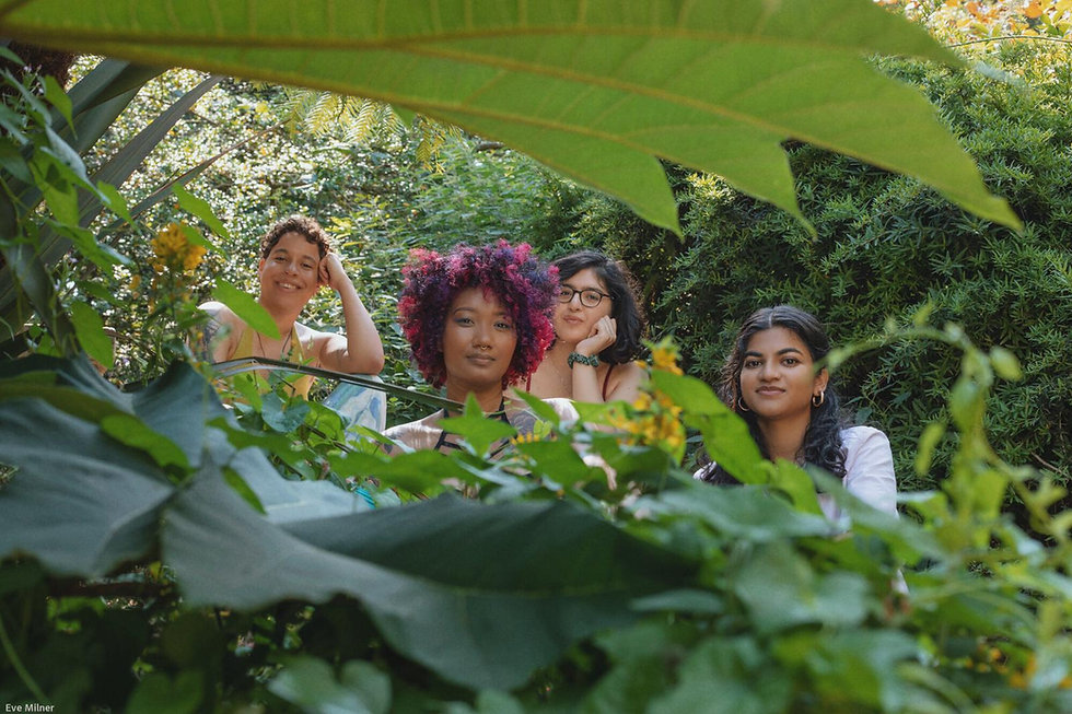 sol leaves.jpeg