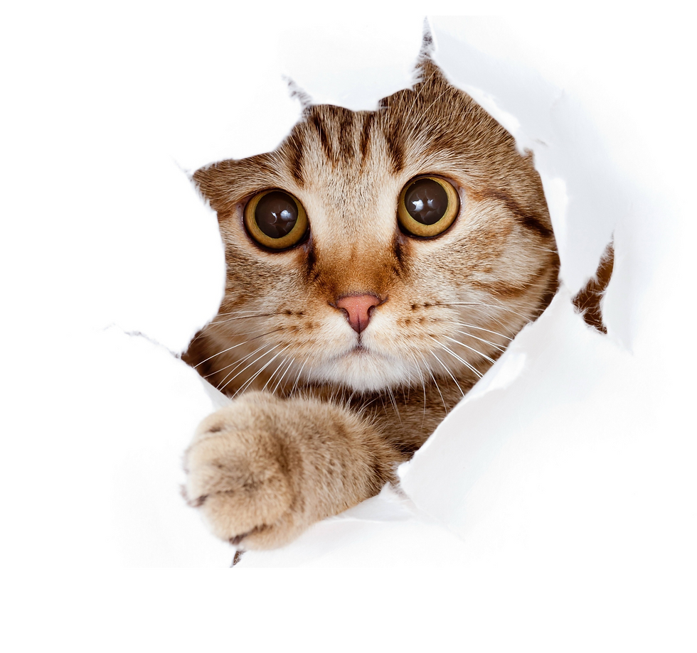 Cat icon representing feline care services at Magnolia Animal Hospital.