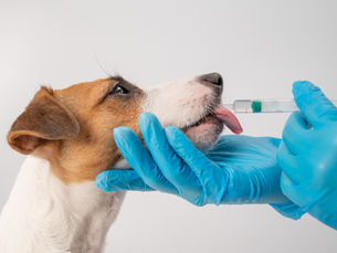 Dog receiving liquid medication from a syringe, held by gloved hands.