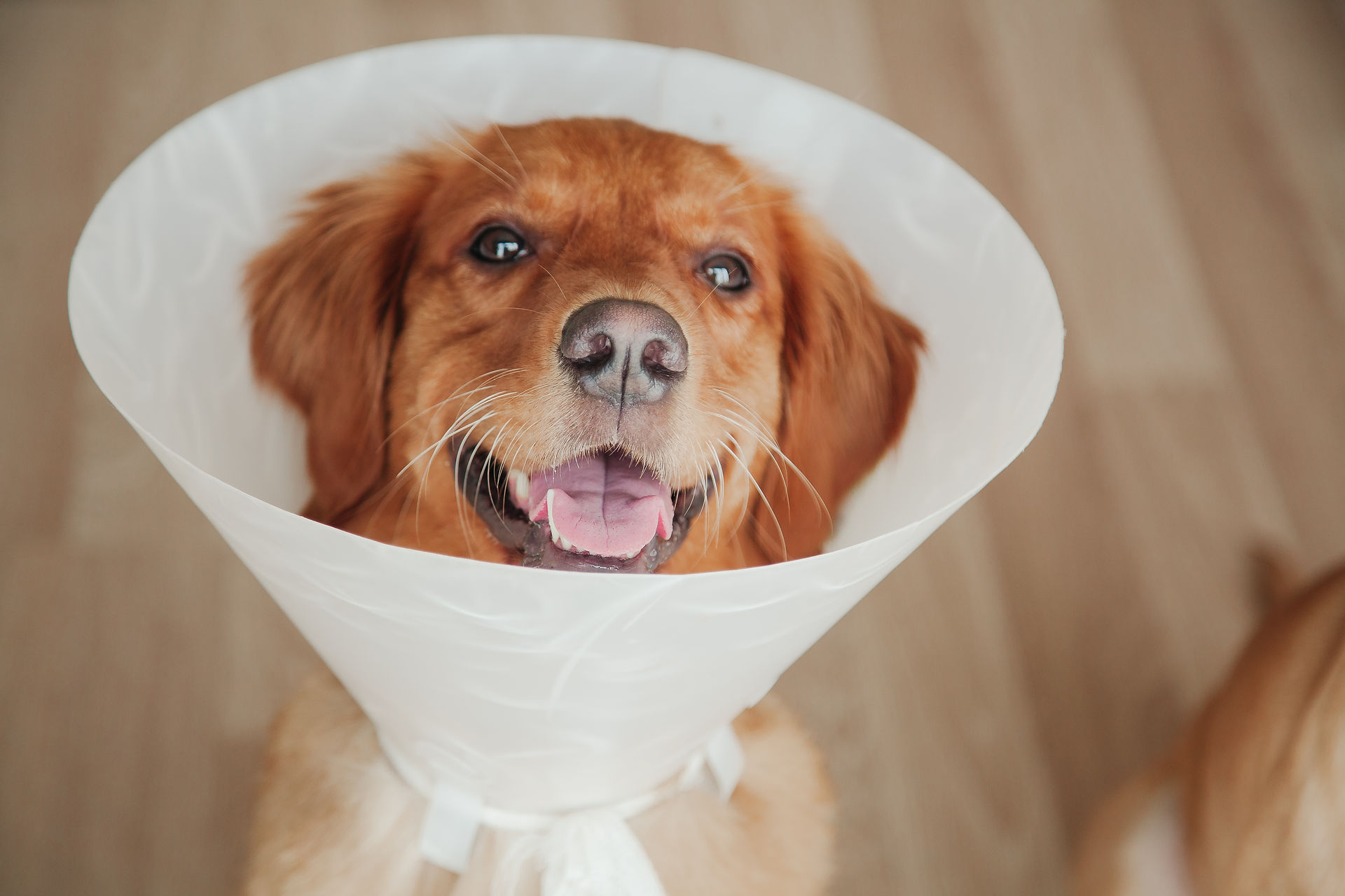 Golden retriever smiling while wearing a post-surgery protective cone on a wooden floor.