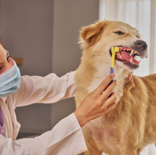 A veterinarian wearing a face mask brushes a golden dog’s teeth with a yellow toothbrush while gently holding the dog’s head during a dental checkup.