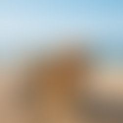 A fluffy dog in a wheelchair walks confidently along a beach path, with ocean waves in the background.