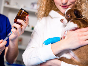 Why Vaccinations are Crucial for Your Pet’s Health