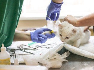 White cat being held by veterinary professionals while a vet inserts an IV catheter into the leg, surrounded by surgical tools.