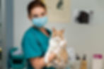 Vet in mask holding a calm orange-and-white cat during a clinic visit.