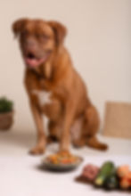 Large brown dog sitting by a bowl of dog-safe foods like carrots, peas, zucchini, and lean meat.