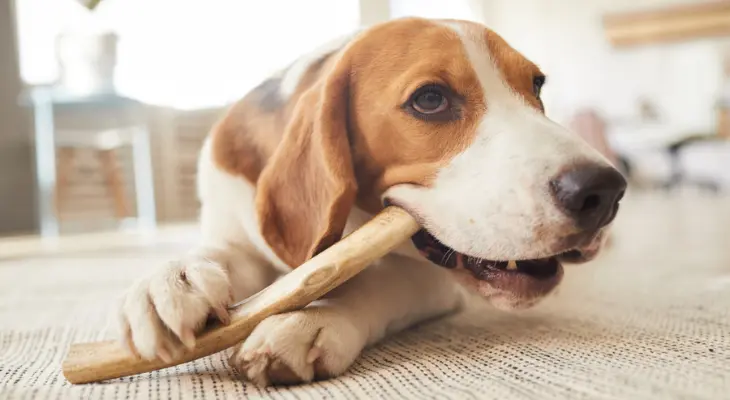 Dental chew treats helping maintain a dog's healthy teeth.
