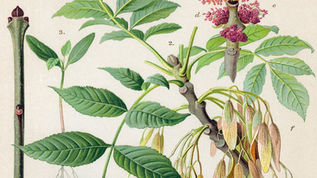 Ash and Acorns