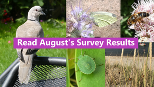 August’s Results: Find Wildlife From Home Survey