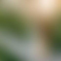 Palm Springs Intimate Wedding at Old Polo Estate 