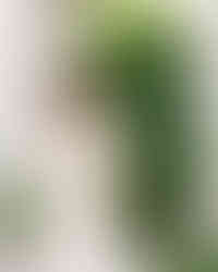 natural curly haired bride wears beautiful lace wedding dress for her intimate wedding at the old polo estate in palm springs, captured by las vegas photographer hayway films