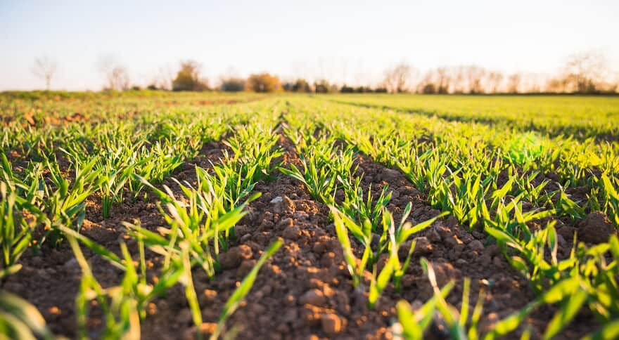 STF determina suspensão de ações que discutem a Moratória da Soja