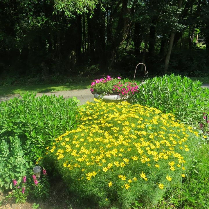 Facebook - Daisies should have been cut back, they are huge, but happy.jpg