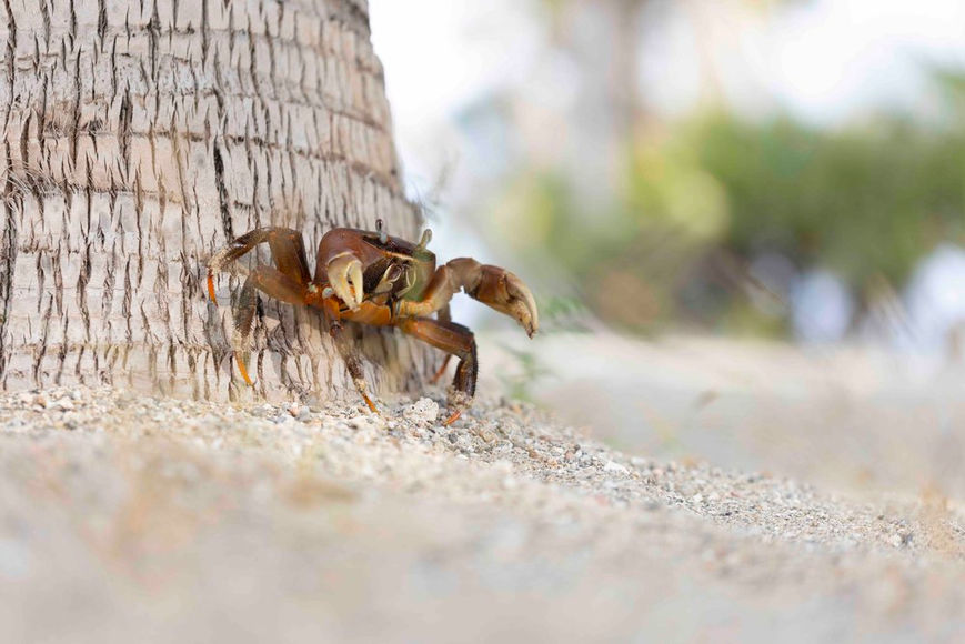 Crab at Mandy Bay Private Island Retreat in Lamu - Kenya
