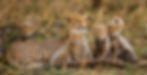 Cheetah mother with cubs in Masai Mara Kenya