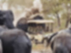 Game drive