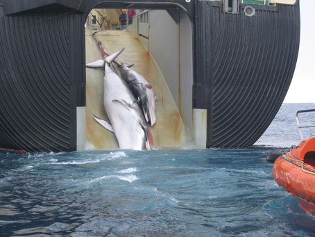Can International Pressure Really Keep Japan from Whaling?