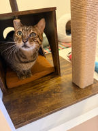 Boarding cat lounging in a quiet, stress-free environment