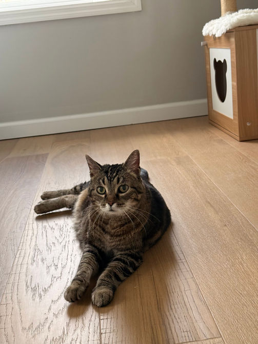 Cat enjoying a luxury boarding experience in a quiet facility