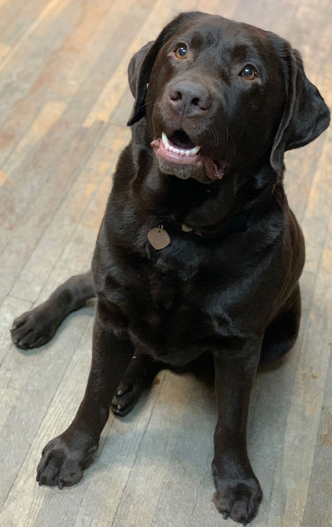dog5.jpg