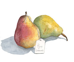 Pyrus communis