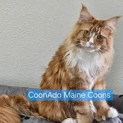 CoonAdo Fey