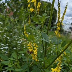 Le mélilot sauvage : Un trésor caché pour votre jardin et votre cuisine 🌿 