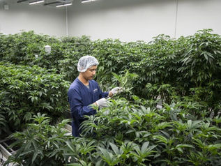 ¿Marihuana recreativa y cannabis medicinal son lo mismo? Estas son las diferencias más importantes
