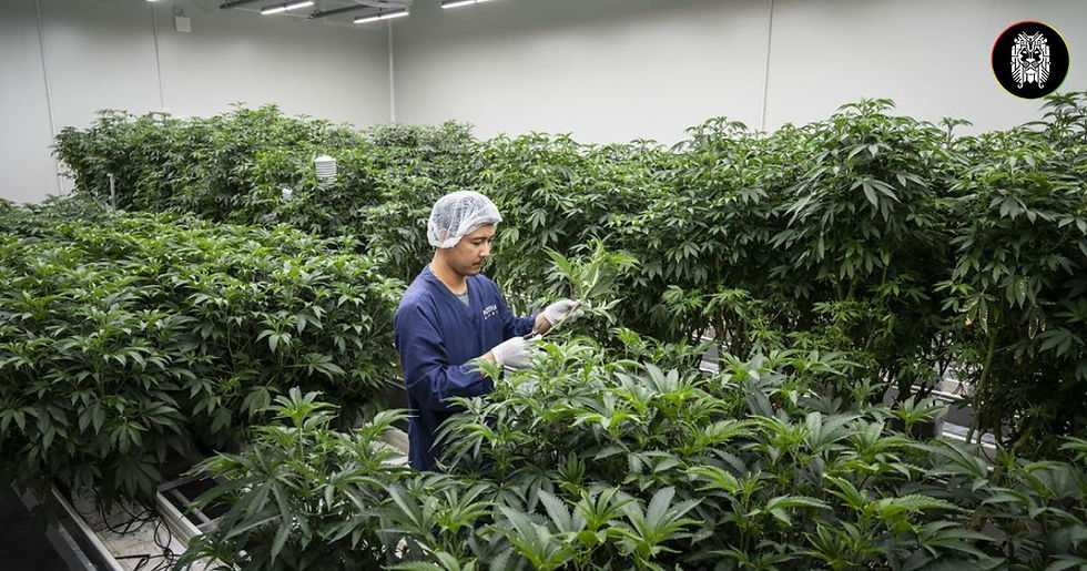 ¿Marihuana recreativa y cannabis medicinal son lo mismo? Estas son las diferencias más importantes