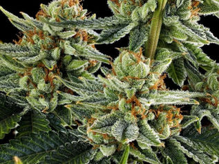 La ONU lanza una advertencia sobre la legalización del cannabis y sus efectos