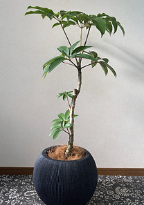 フルール ブランシェ 観葉植物