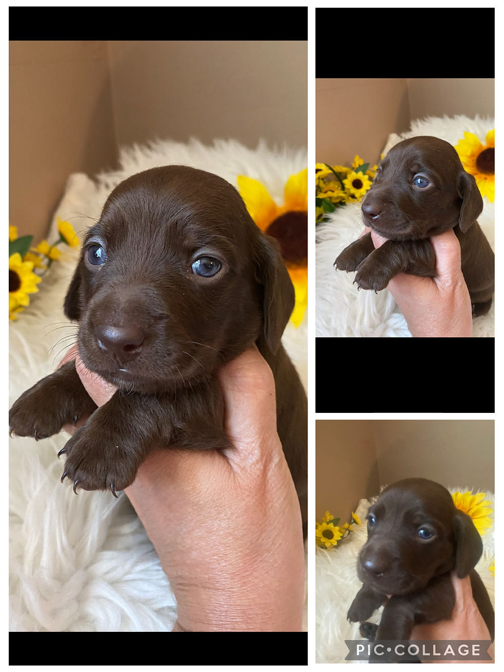 Thumbnail: Gorgeous Chocolate Male ! 