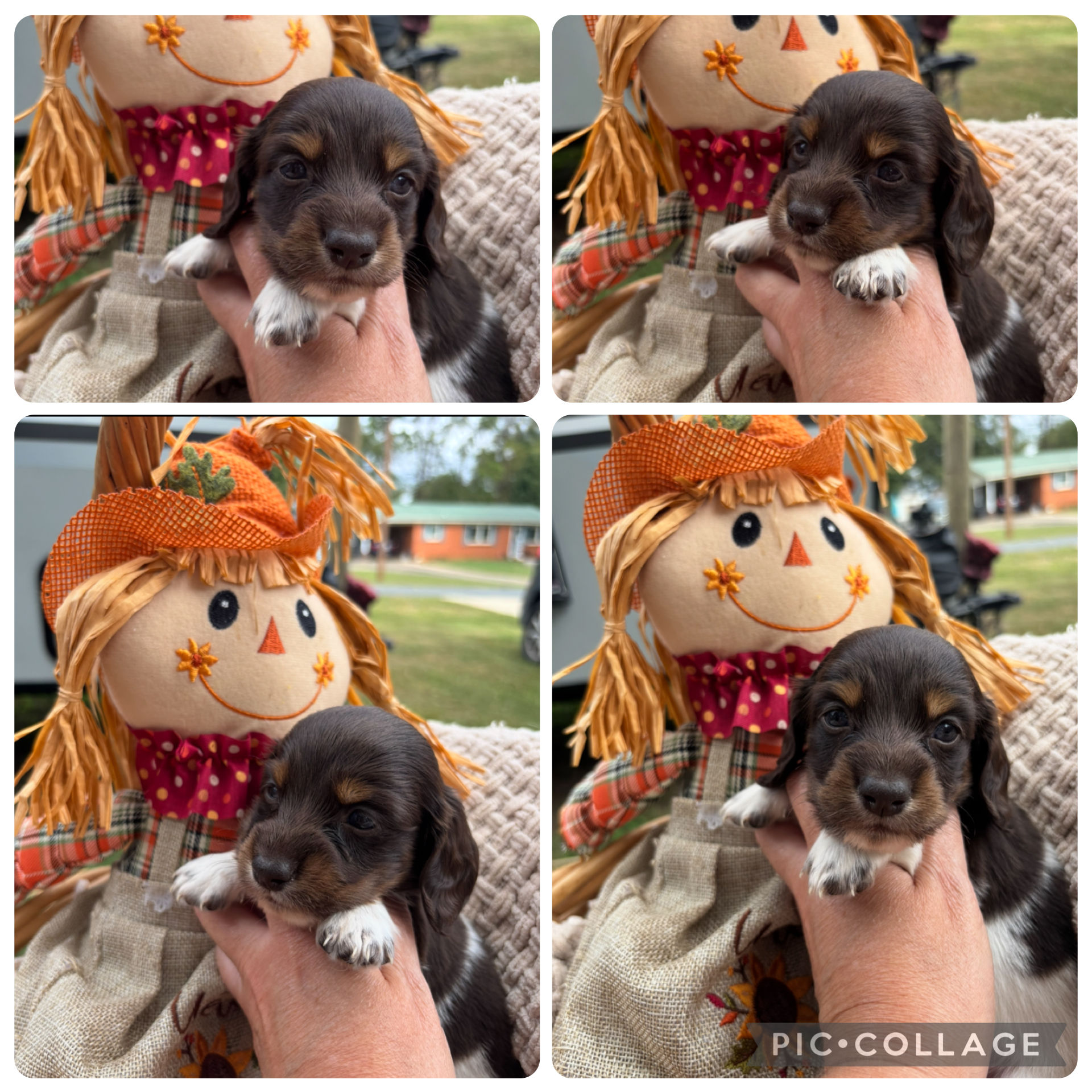 Miniature Long hair Piebald Male 