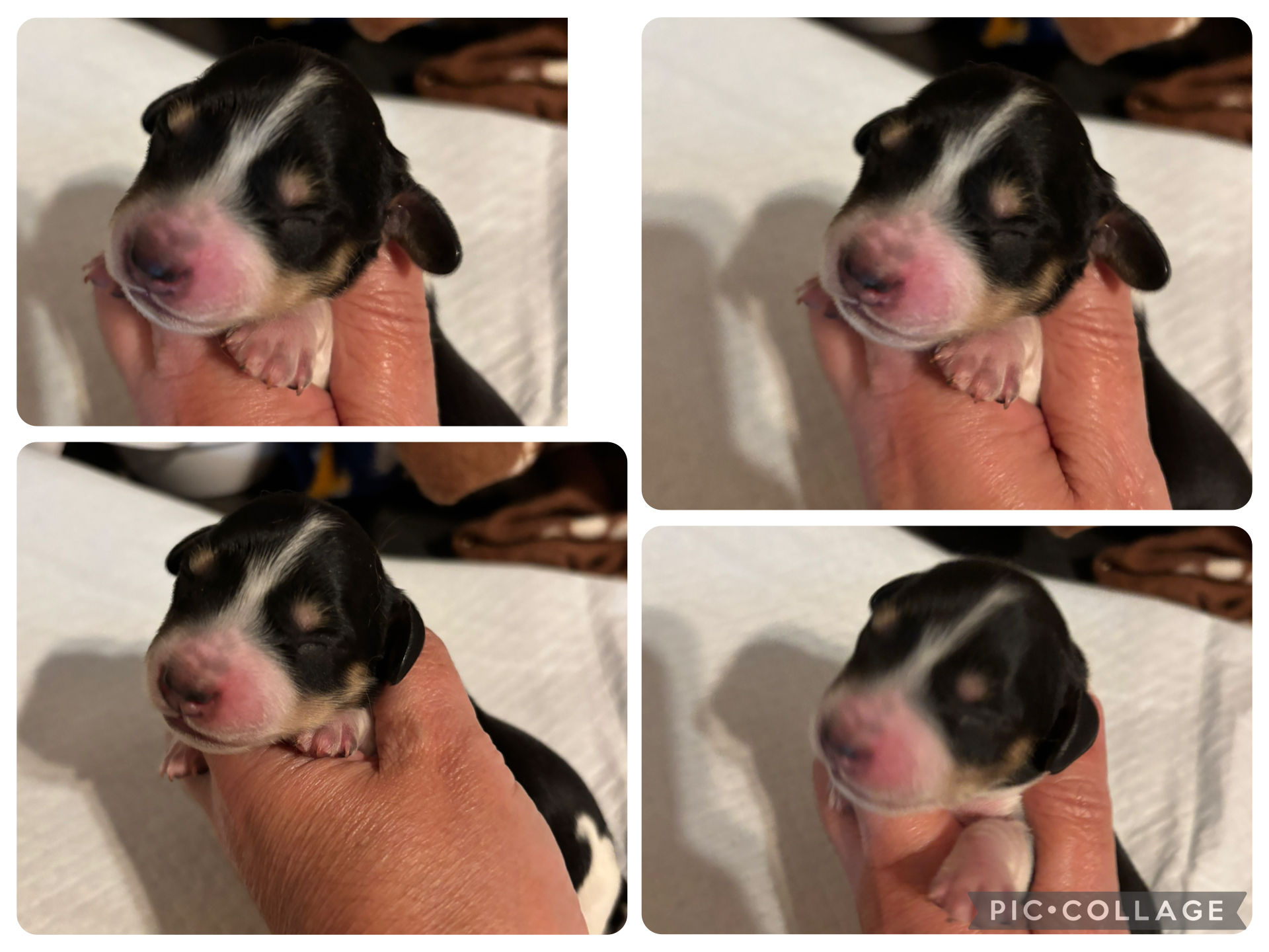 AKC registered Female Long hair Piebald 